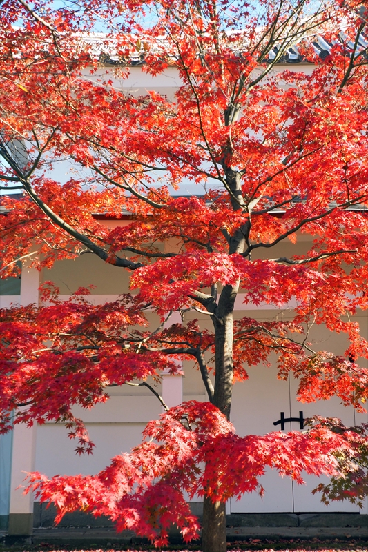 1068_増上寺_東京