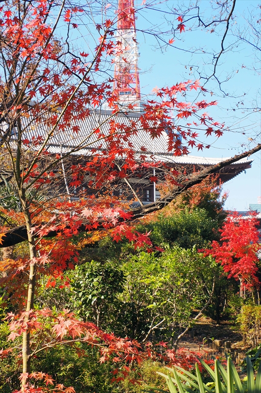 1069_増上寺_東京