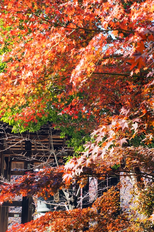 1074_増上寺_東京