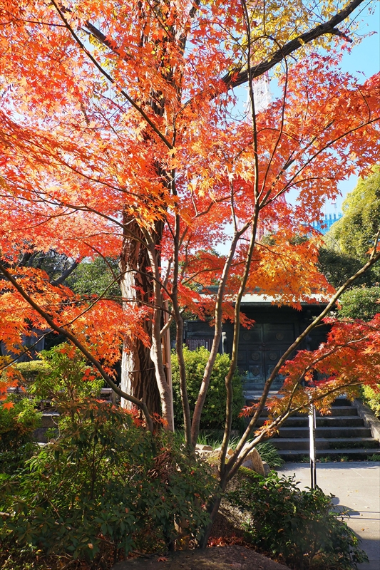 1075_増上寺_東京