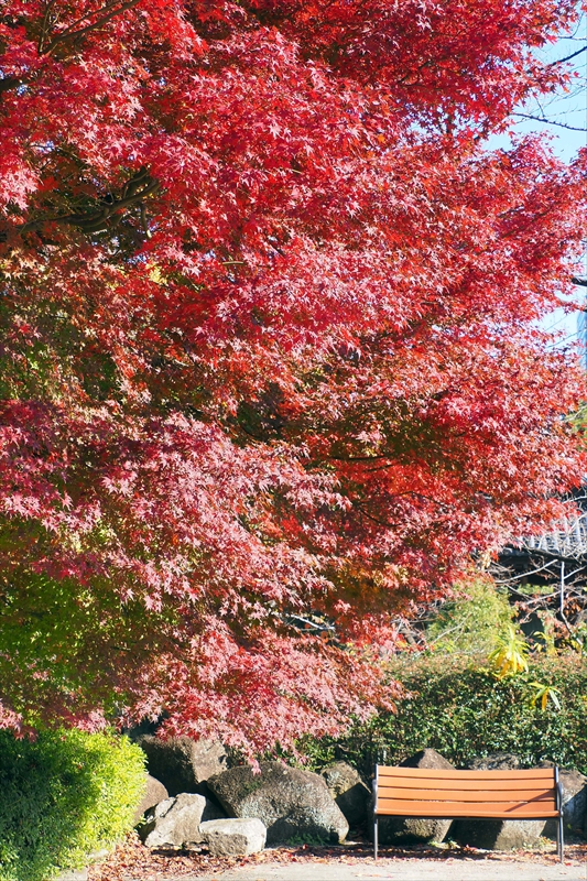 1078_増上寺_東京