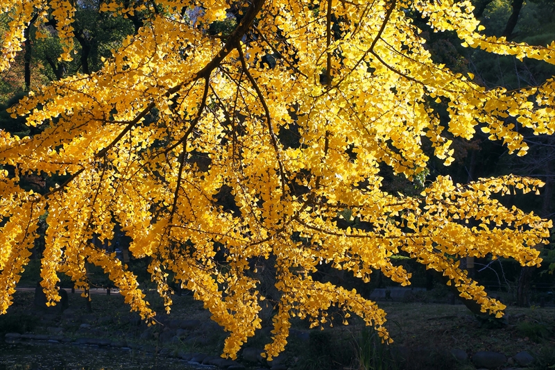 1048_日比谷公園_東京