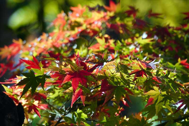 1066_游愁の美_日本