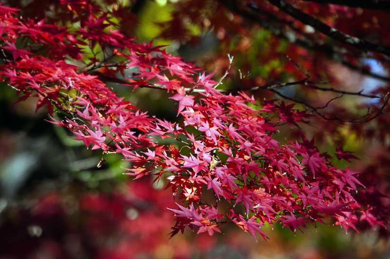 1067_游愁の美_日本