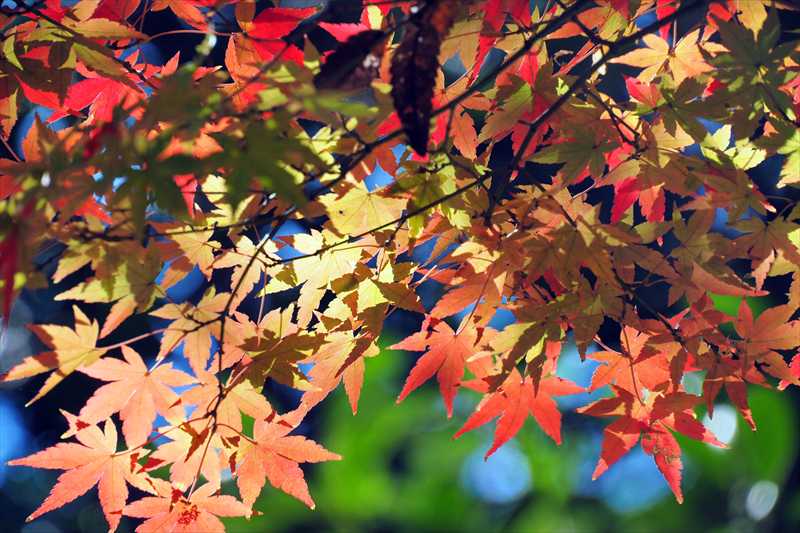 1069_游愁の美_日本