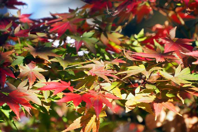 1070_游愁の美_日本