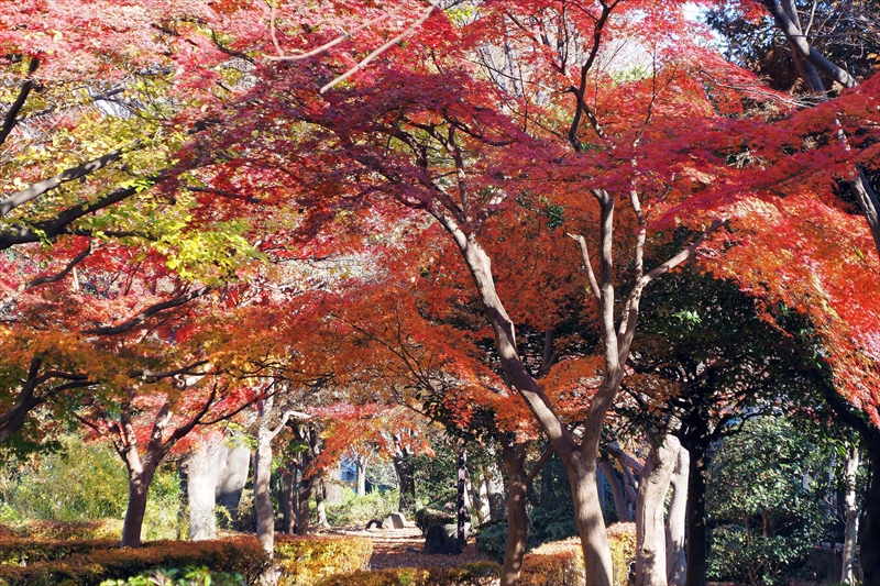 1195_横浜市新羽町_神奈川