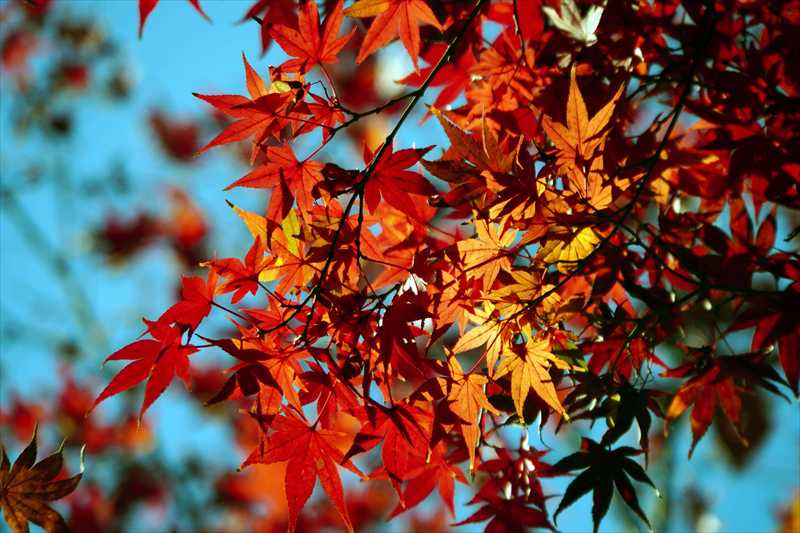 1072_游愁の美_日本