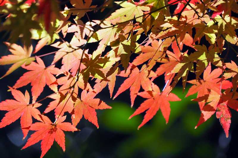 1073_游愁の美_日本