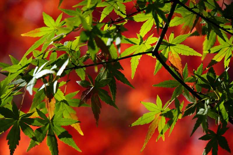 1076_游愁の美_日本