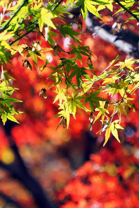 1079_游愁の美_日本