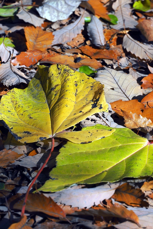 1199_横浜市新羽町_神奈川