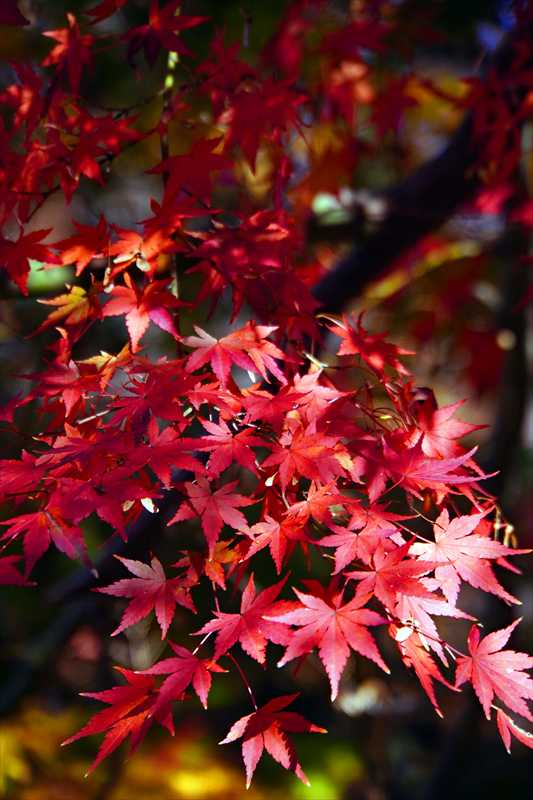 1086_游愁の美_日本