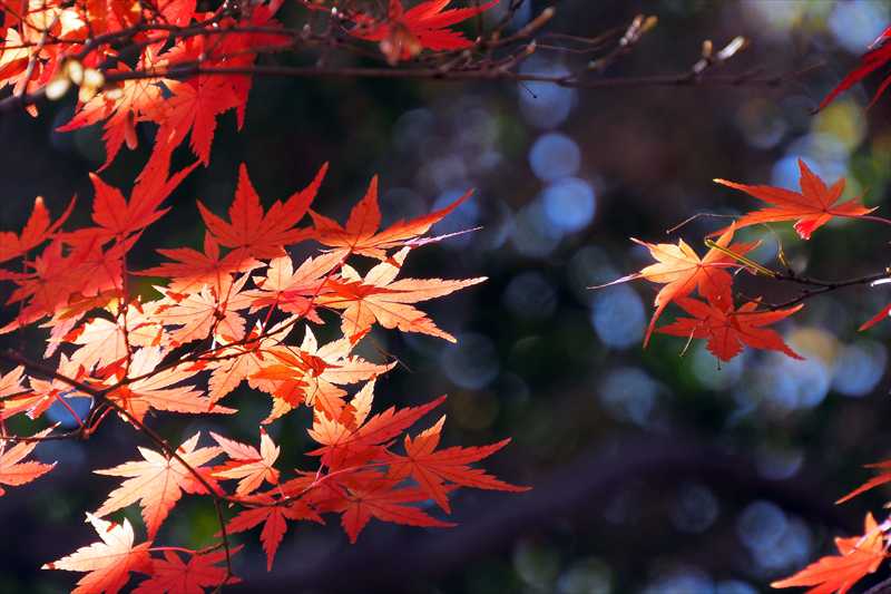 1089_游愁の美_日本