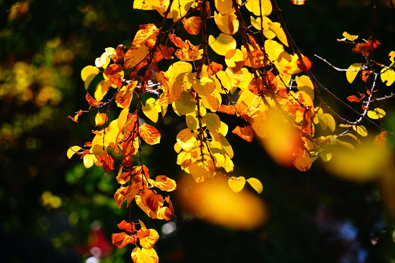 1211_横浜市新羽町_神奈川