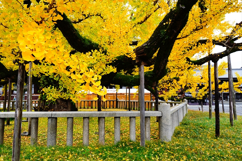 1011_洛中 東本願寺_京都