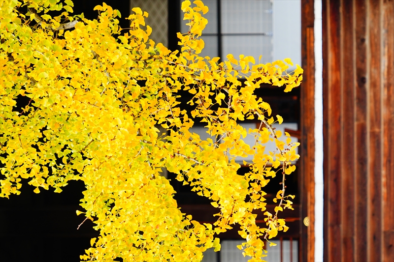 1015_洛中 東本願寺_京都