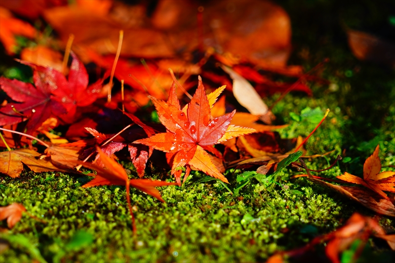 1056_洛中 京都御苑_京都