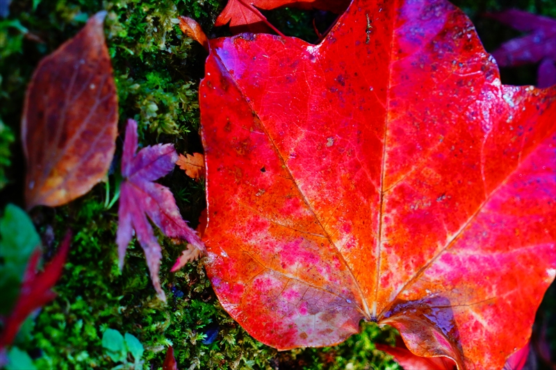 1057_洛中 京都御苑_京都