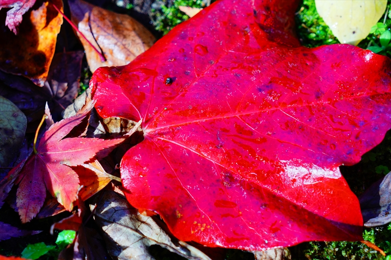 1058_洛中 京都御苑_京都