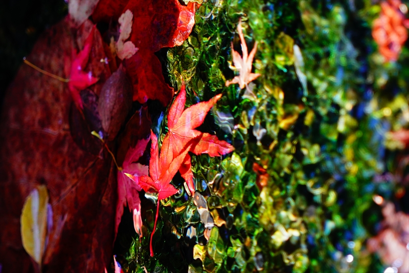 1062_洛中 京都御苑_京都