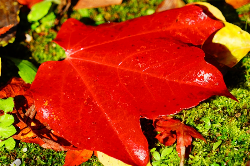 1064_洛中 京都御苑_京都