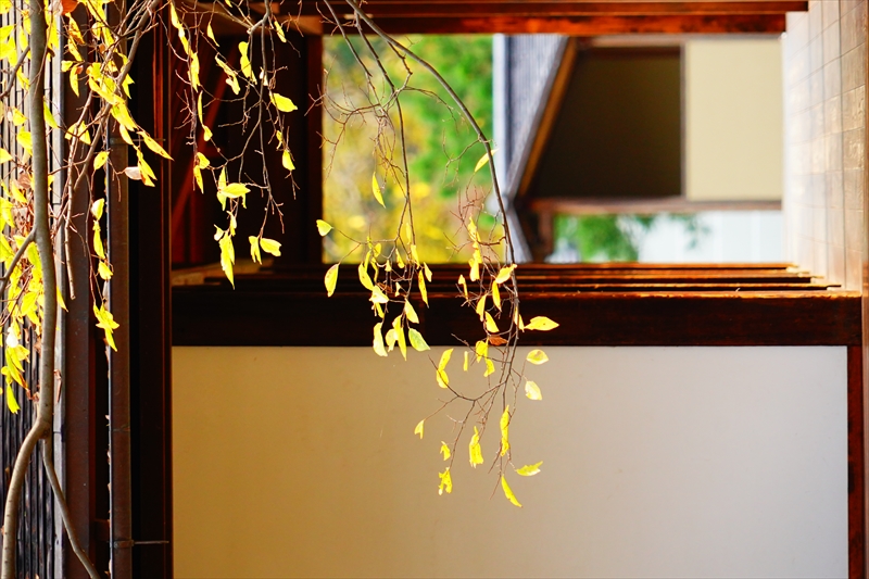 1065_洛中 京都御苑_京都