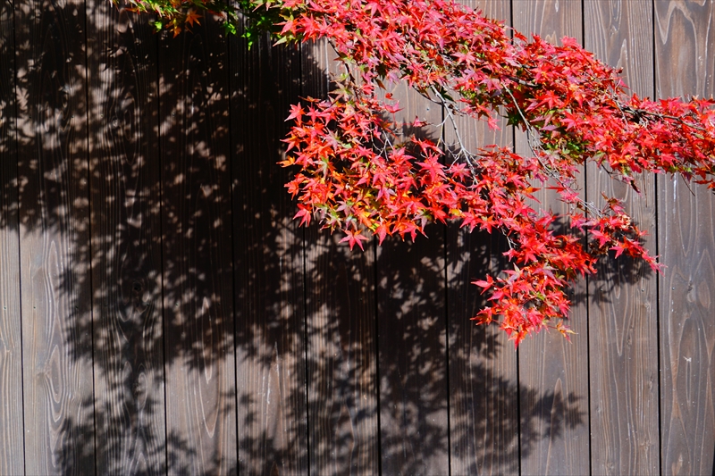 1066_洛中 京都御苑_京都