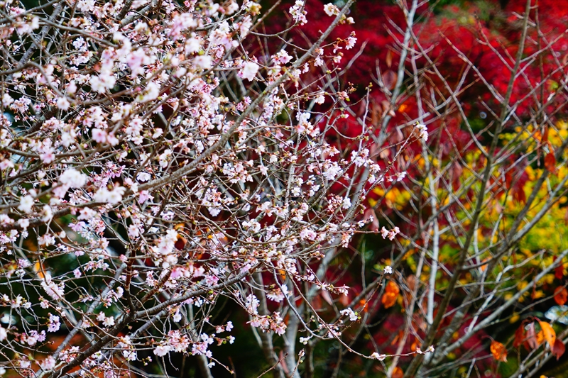 1068_洛中 京都御苑_京都