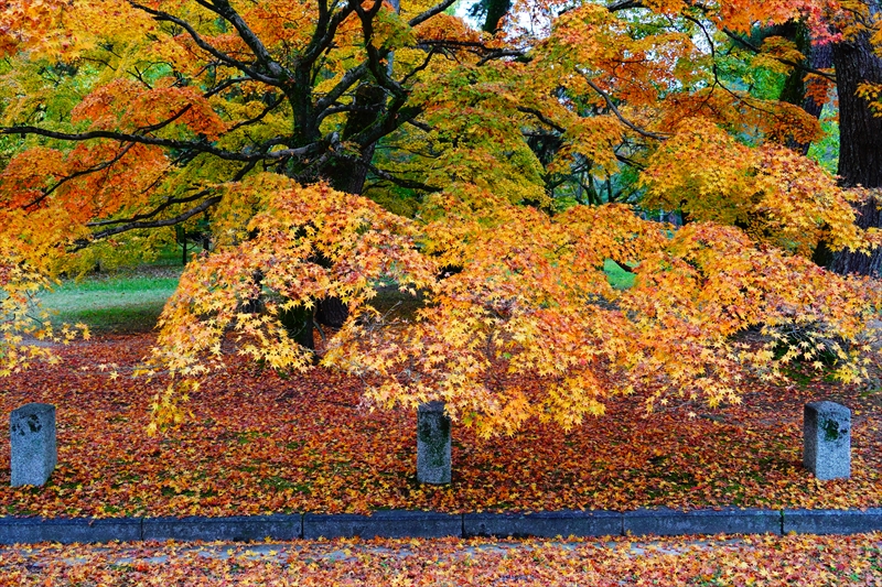 1073_洛中 京都御苑_京都