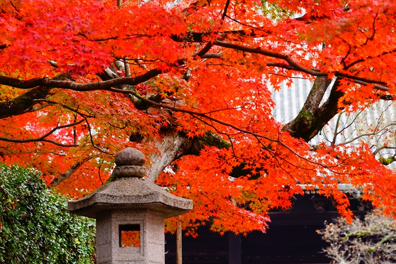 1227_洛東 真正極楽寺 (真如堂)_京都