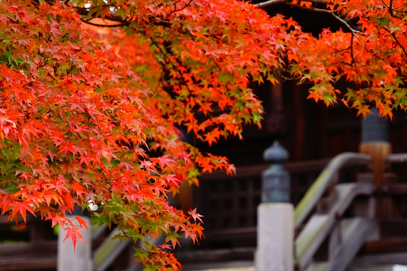 1228_洛東 真正極楽寺 (真如堂)_京都