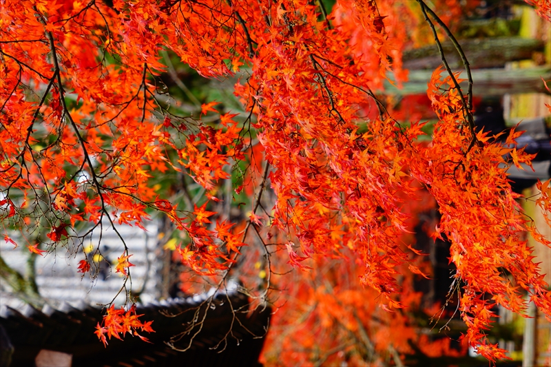1230_洛東 真正極楽寺 (真如堂)_京都