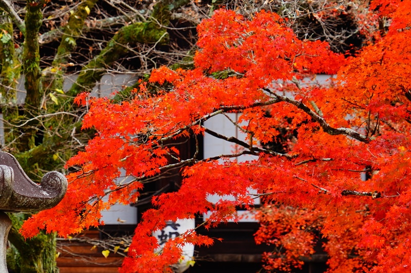 1232_洛東 真正極楽寺 (真如堂)_京都