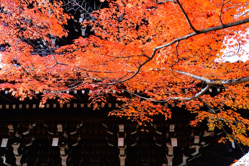 1235_洛東 真正極楽寺 (真如堂)_京都