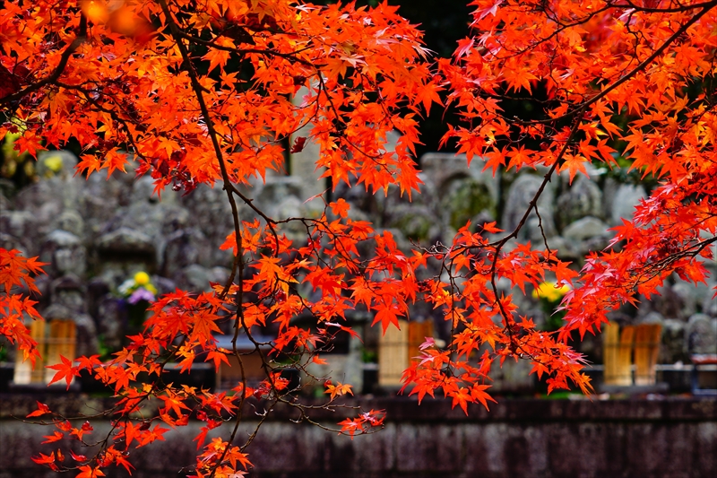 1239_洛東 真正極楽寺 (真如堂)_京都