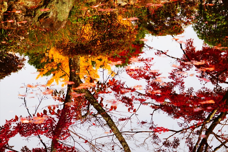 1240_洛東 真正極楽寺 (真如堂)_京都