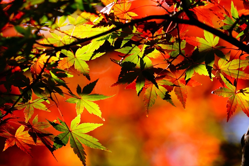 1222_横浜市新羽町_神奈川