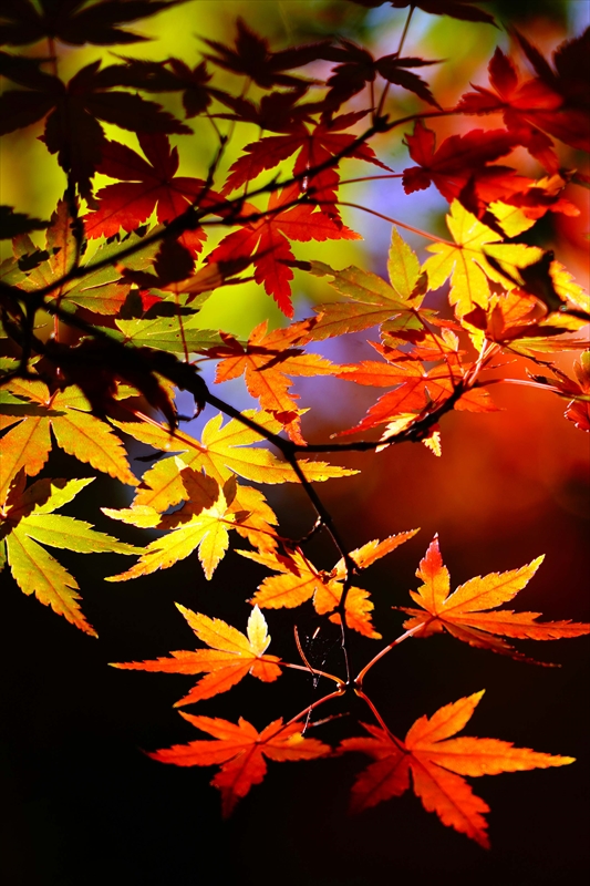 1223_横浜市新羽町_神奈川