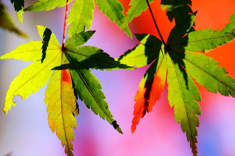 1225_横浜市新羽町_神奈川