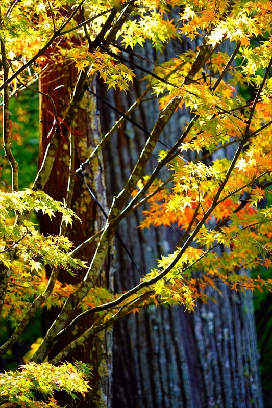 1024_法多山尊永寺_静岡