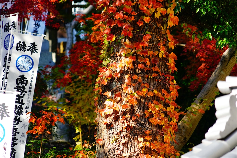 1039_八事山興正寺_愛知