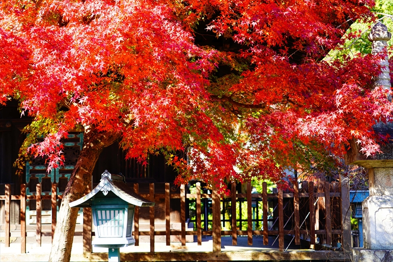 1043_八事山興正寺_愛知