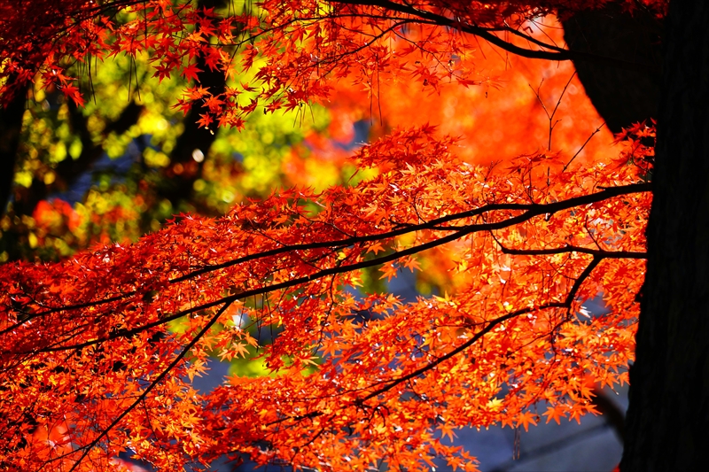 1031_名古屋城_愛知