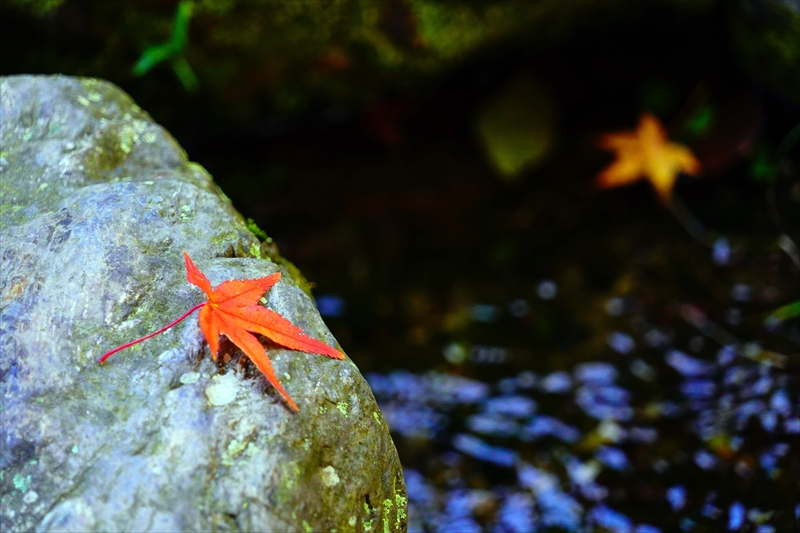 1078_洛中 京都御苑_京都