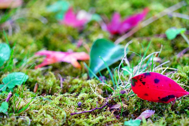 1079_洛中 京都御苑_京都