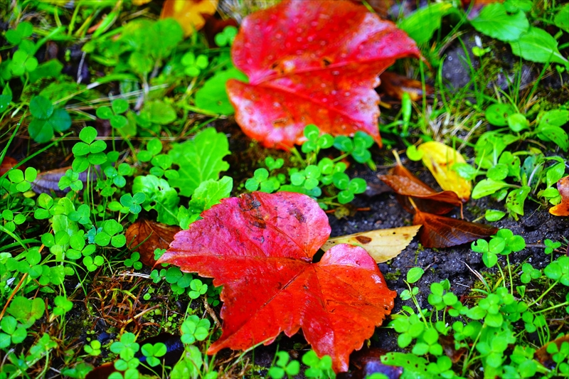 1082_洛中 京都御苑_京都