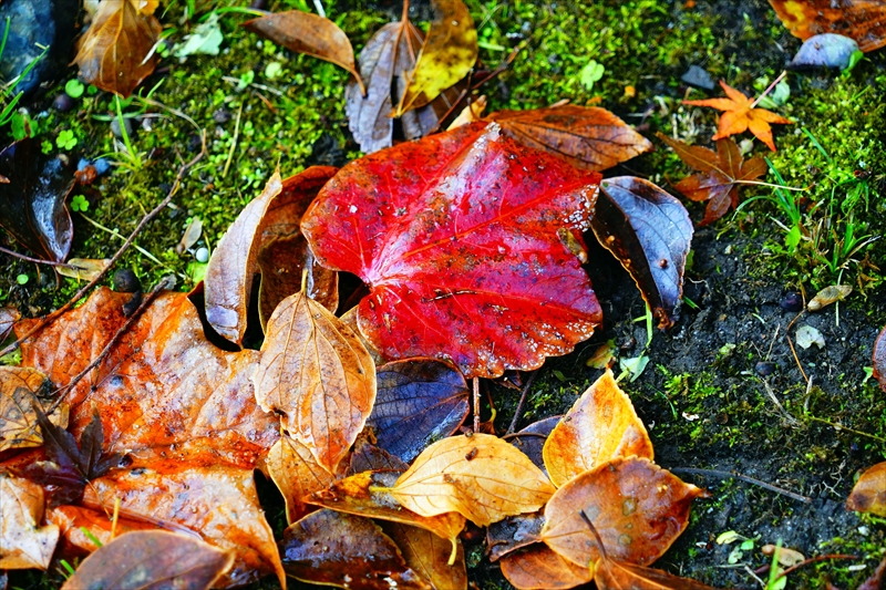 1084_洛中 京都御苑_京都