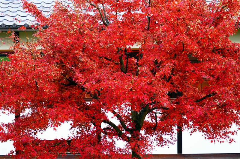 1086_洛中 京都御苑_京都