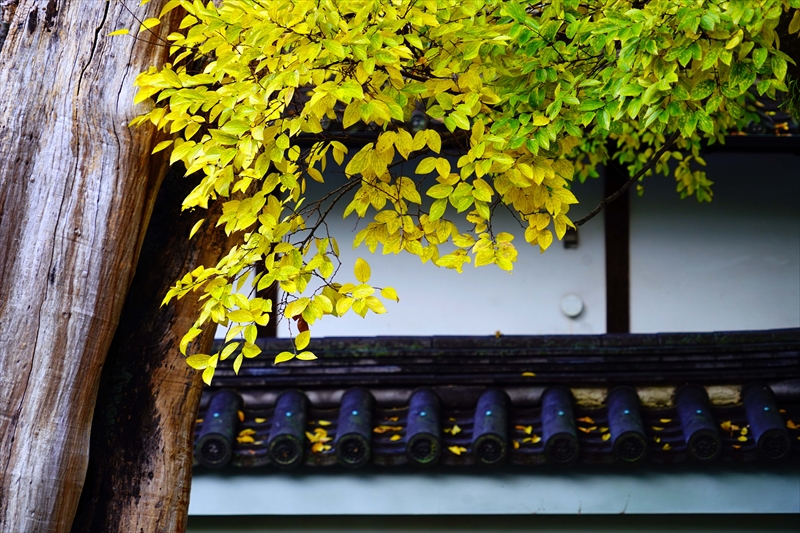 1088_洛中 京都御苑_京都